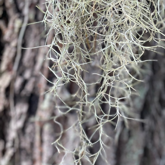 🍄‍🟫How To Care For Your Spanish Moss ,like this post all you need to kno… - Picture 7 of 17